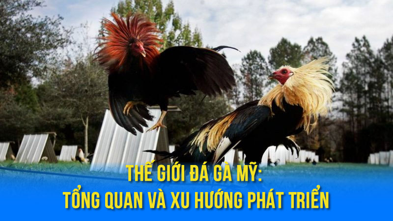 Cá Cược Đá Gà Mỹ: Hướng Dẫn & Kinh Nghiệm 2 Thế Giới Đá Gà Mỹ: Tổng Quan và Xu Hướng Phát Triển