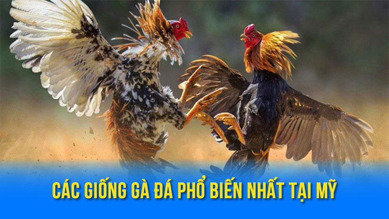 Cá Cược Đá Gà Mỹ: Hướng Dẫn & Kinh Nghiệm 3 Các Giống Gà Đá Phổ Biến Nhất Tại Mỹ