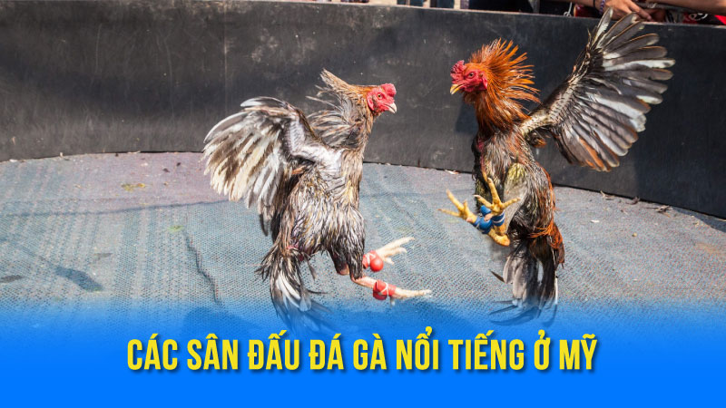 Cá Cược Đá Gà Mỹ: Hướng Dẫn & Kinh Nghiệm 4 Các Sân Đấu Đá Gà Nổi Tiếng Ở Mỹ