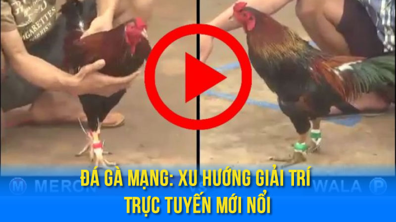 Đá Gà Mạng: Thể Loại Giải Trí Trực Tuyến Nổi Bật 2 Đá Gà Mạng: Xu Hướng Giải Trí Trực Tuyến Mới Nổi