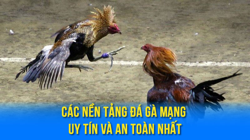 Đá Gà Mạng: Thể Loại Giải Trí Trực Tuyến Nổi Bật 4 Các Nền Tảng Đá Gà Mạng Uy Tín Và An Toàn Nhất