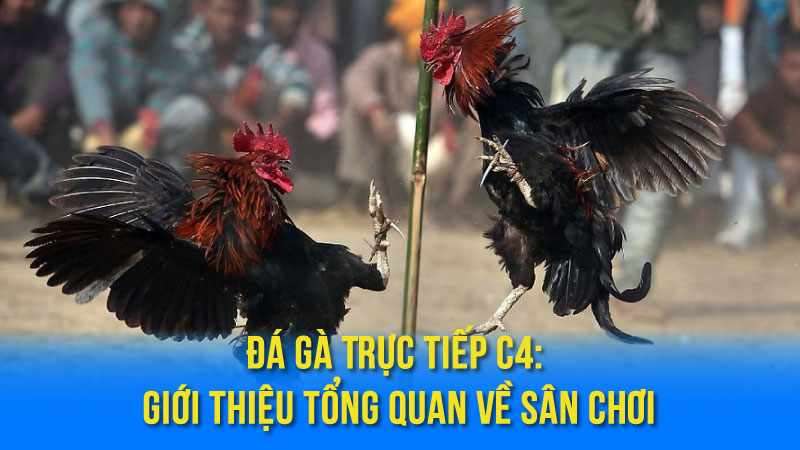 Đá Gà Trực Tiếp C4: Xem Đá Gà Online Chất Lượng Cao 2 Đá Gà Trực Tiếp C4: Giới Thiệu Tổng Quan Về Sân Chơi