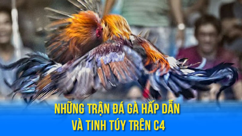 Đá Gà Trực Tiếp C4: Xem Đá Gà Online Chất Lượng Cao 3 Những Trận Đá Gà Hấp Dẫn Và Tinh Túy Trên C4