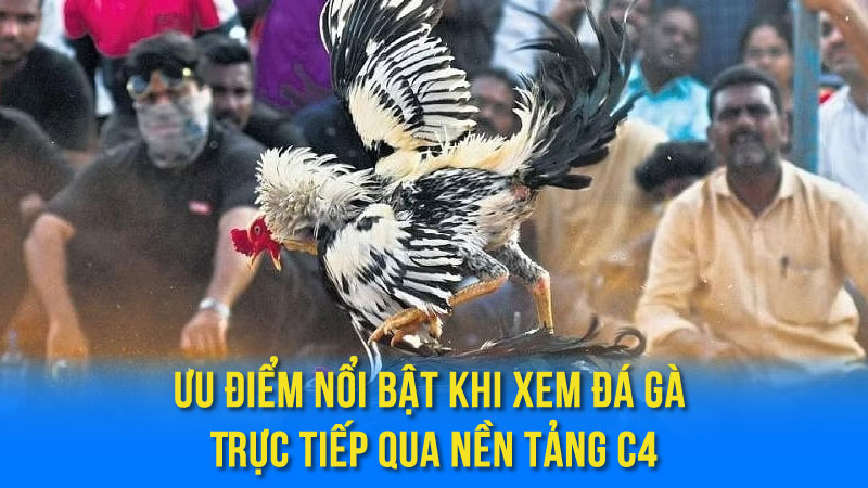 Đá Gà Trực Tiếp C4: Xem Đá Gà Online Chất Lượng Cao 4 Ưu Điểm Nổi Bật Khi Xem Đá Gà Trực Tiếp Qua Nền Tảng C4